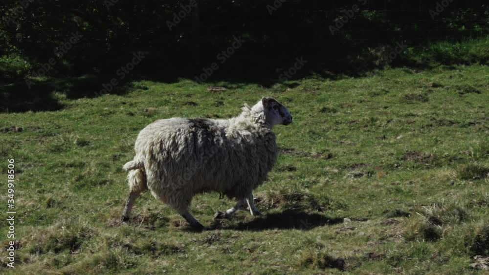 A Welsh sheep with long wool fur walking through a field ready to be cut A Welsh sheep with long wool fur walking through a field ready to be cut