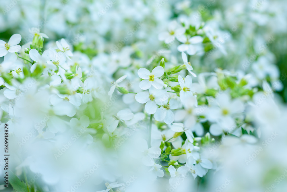 A lot of small white natural flowers on a green background A lot of small white natural flowers on a green background