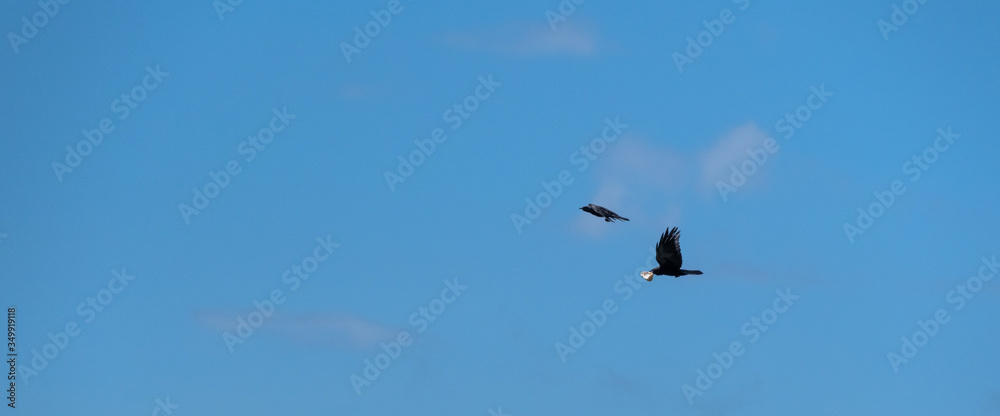 Fototapeta premium Birds Flying With Food