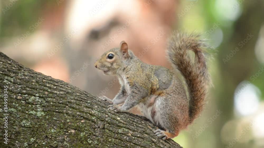 Gray squirrel eating on a tree, looking in the camera. Blurred background Gray squirrel eating on a tree, looking in the camera. Blurred background