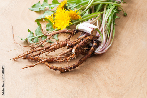 Young fresh dandelion roots on a wooden background
