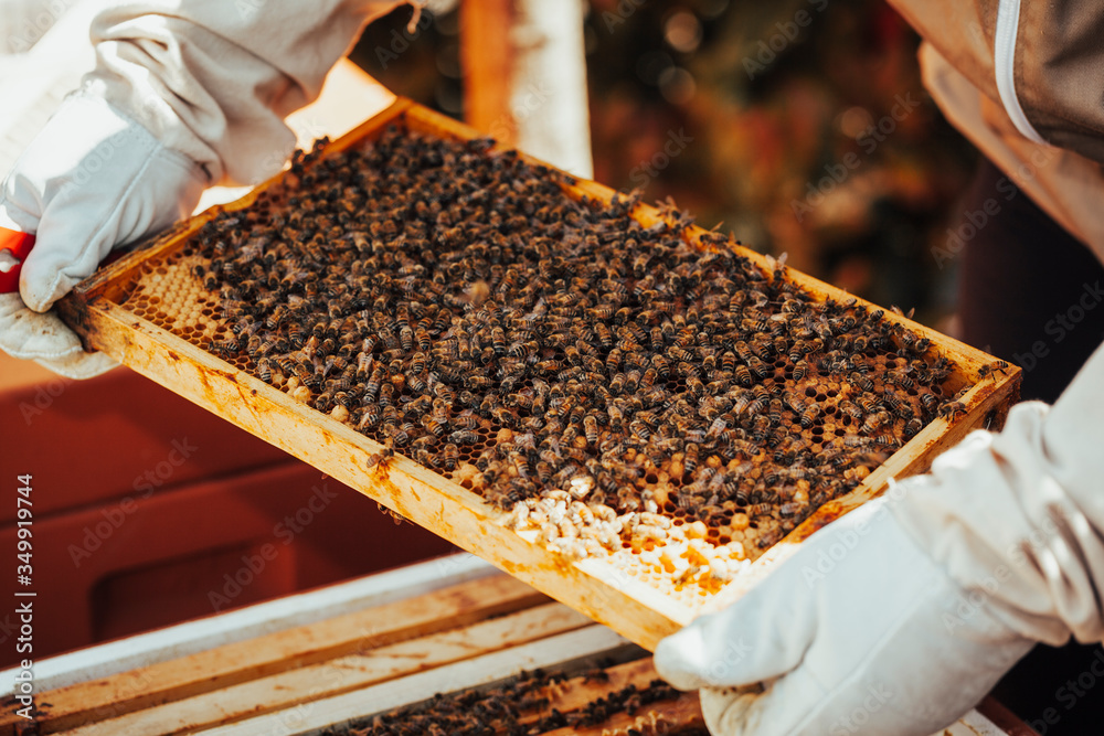 Populated honeycomb in front of a bee hive. Populated honeycomb in front of a bee hive.