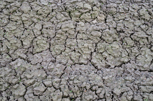 cracked earth. Texture. Young shoots of plants sprout through the ground.