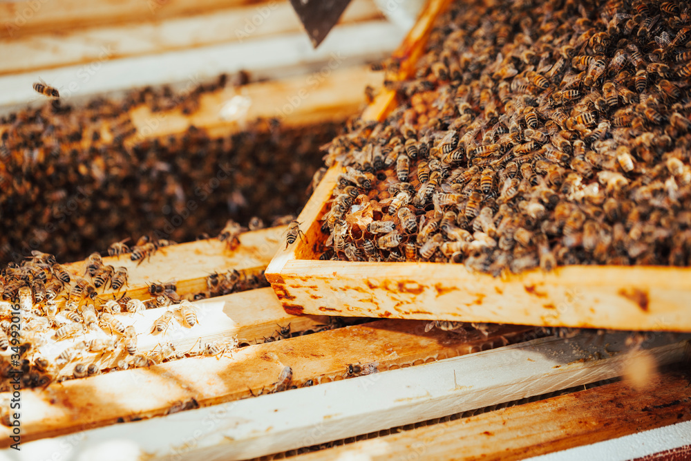 Populated honeycomb in front of a bee hive. Populated honeycomb in front of a bee hive.