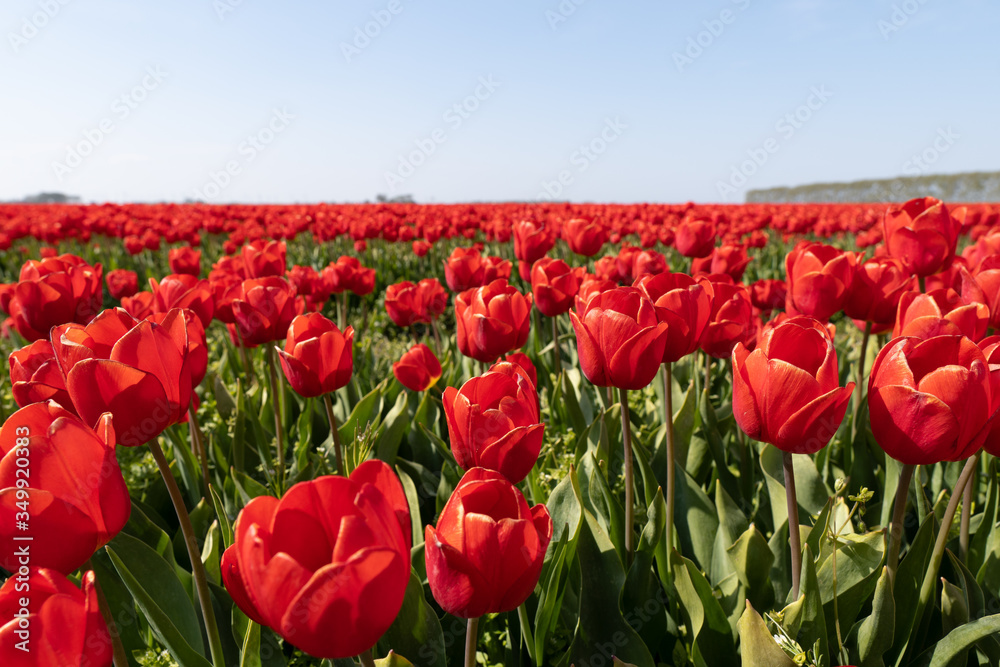 A field of red tulips in the Netherlands (Holland) A field of red tulips in the Netherlands (Holland)