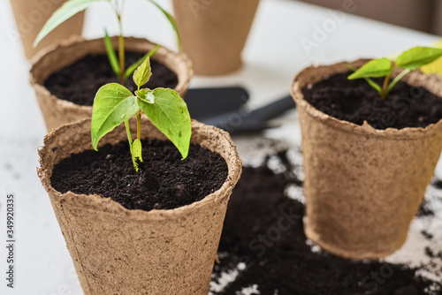 Plant in pot with soil on the table. Plant care and gardening concept