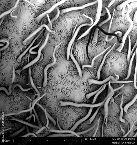 Billede på lærred celula vegetal micrografia