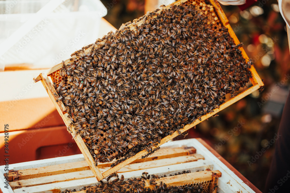 Populated honeycomb in front of a bee hive. Populated honeycomb in front of a bee hive.