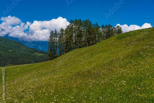 Blumenwiese und Läechenwald mit blauem Himmel und Haufenwolken