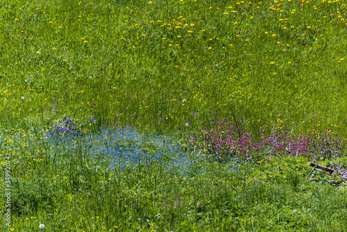 Blumenwiese mit Hahnenfuß, Vergissmeinnicht und rote Lichtnelken photo