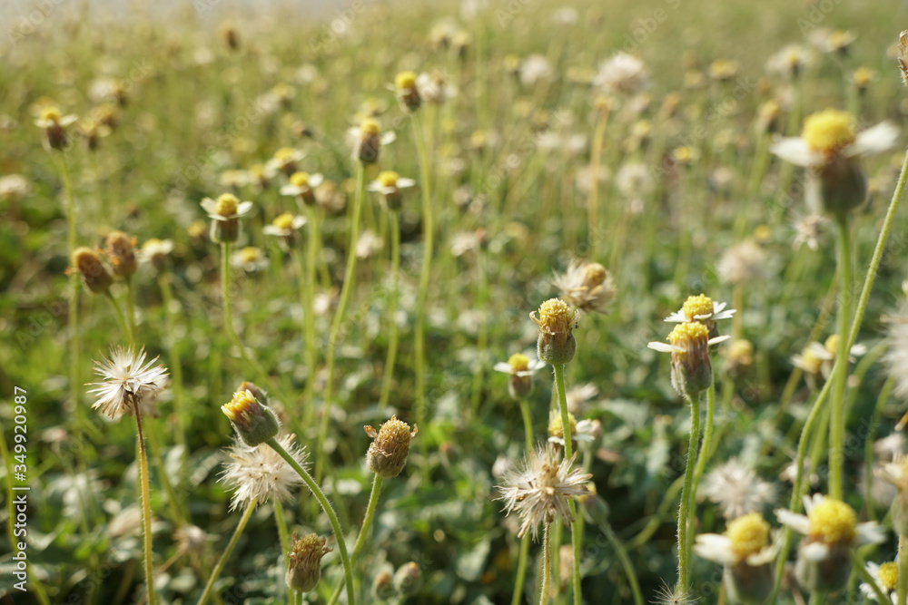 Blurred images of Tridax daisy flowers blooming on the roadside. Blurred images of Tridax daisy flowers blooming on the roadside.