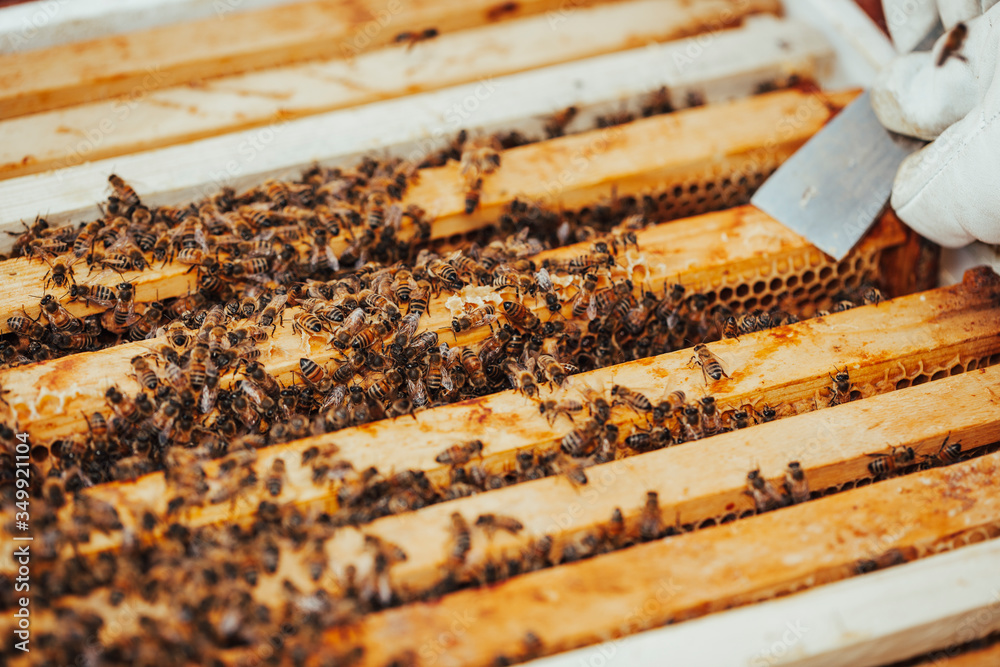 A beekeeper in protective clothing is using a hive tool to clean a honeycomb. A beekeeper in protective clothing is using a hive tool to clean a honeycomb.