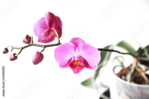 Fototapeta Naklejka Na Ścianę i Meble -  Beautiful orchid flower on white background for beauty and agriculture concept design. Phalaenopsis Orchidaceae.
