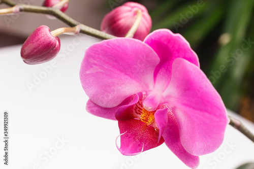 Beautiful orchid flower in orchid garden for beauty and agriculture concept design. Phalaenopsis Orchidaceae. © Viktor