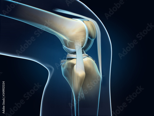 Konstfotografi Knee joint anatomy, menisci and ligaments, side view, medically 3D illustration