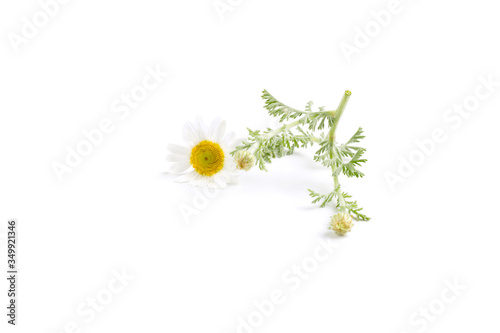 Chamomile flowers on isolated white background