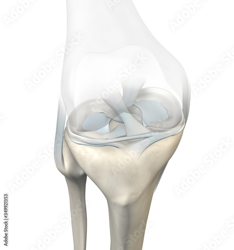 Knee joint, menisci and ligaments, medically 3D illustration photo