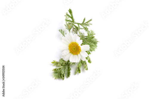 Chamomile flowers on isolated white background