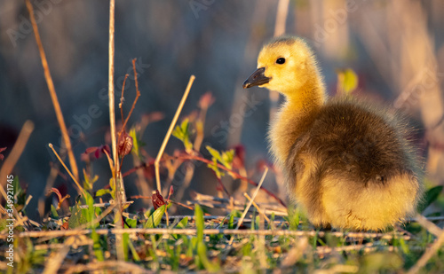 Canadian Goslings and family around a marsh in early spring