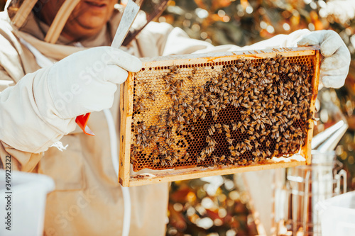 A beekeeper in protective clothing is holding a honeycomb and a hive tool in his hands for inspection. A smoker is in the background.