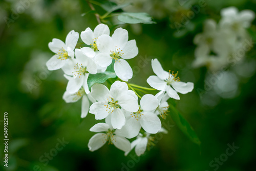 Blossoming apple tree flowers in the sun