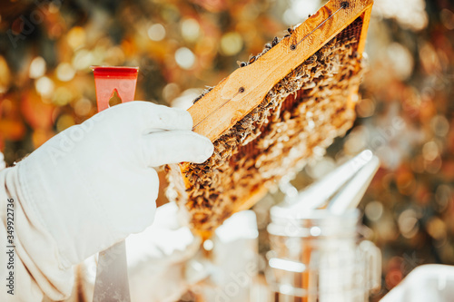 A beekeeper in protective clothing is holding a honeycomb and a hive tool in his hands for inspection. A smoker is in the background.