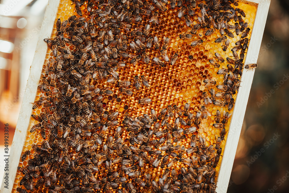 Well populated honeycomb with bees. Well populated honeycomb with bees.