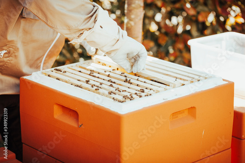A beekeper in protective clothing is taking out a honeycomb from the bee hive for inspection.