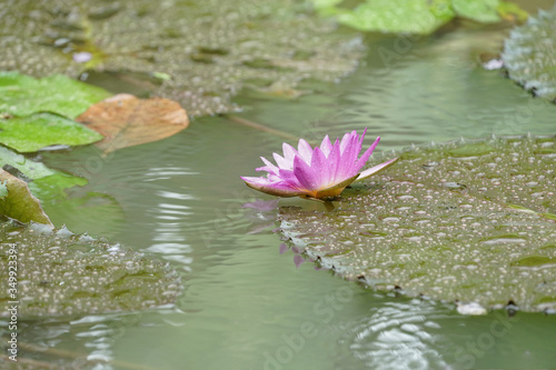 Beautiful pink lotus,water lilly flower in pond. 