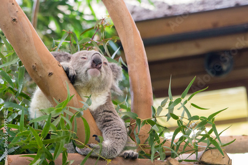 Canvas Print Koala