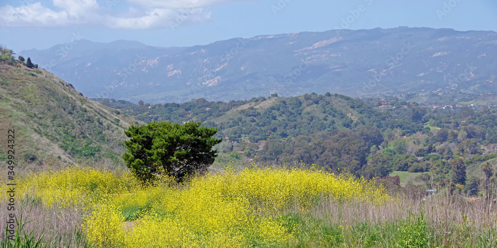 High elevation park landscape with yellow mustard plants and a view of the Santa Barbara foothills and Santa Ynez mountains on a warm spring day