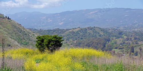 Fototapeta Naklejka Na Ścianę i Meble -  High elevation park landscape with yellow mustard plants and a view of the Santa Barbara foothills and Santa Ynez mountains on a warm spring day