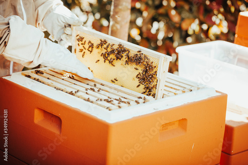 A beekeper in protective clothing is taking out a honeycomb from the bee hive for inspection.