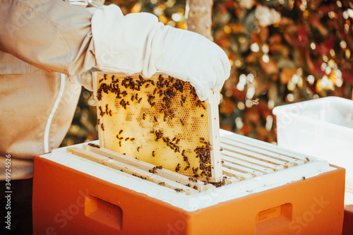 A beekeper in protective clothing is taking out a honeycomb from the bee hive for inspection.