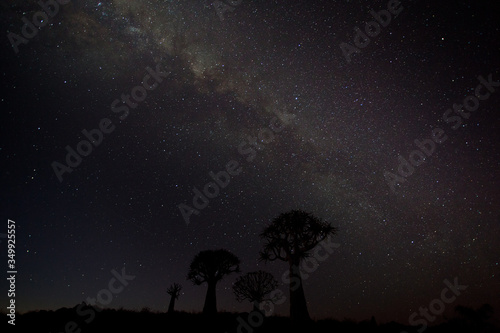 quiver tree under mikyway, nightscape , in the Karoo, south africa © francoisloubser