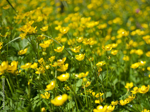 Fototapeta Naklejka Na Ścianę i Meble -  field with yellow flowers, buttercups, Butterblumenfeld