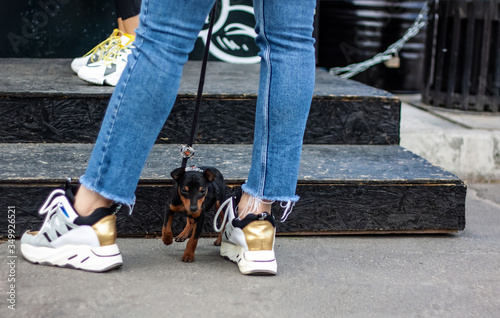 A very small black chihuahua puppy on a leash without tail is between two legs of a girl