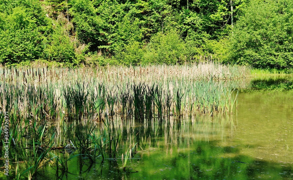 Wissbachschlucht, Naturparadies, Ostschweiz