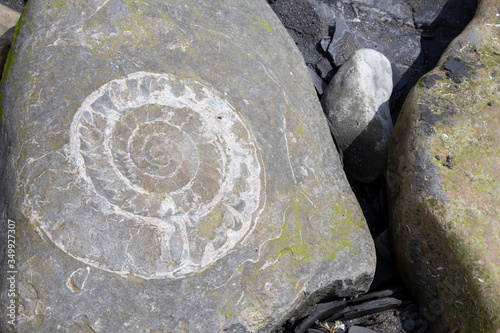 Εκτύπωση καμβά fossils on the beach at Jurassic coast