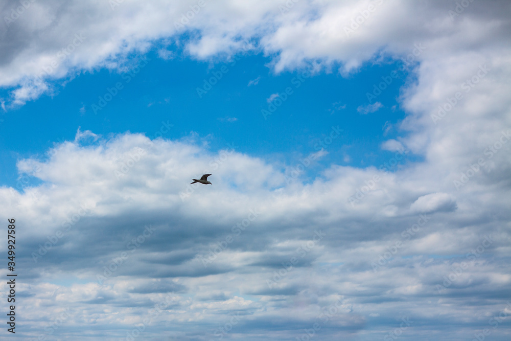 Seagull is in the blue sky with white clouds in spring, sunny weather