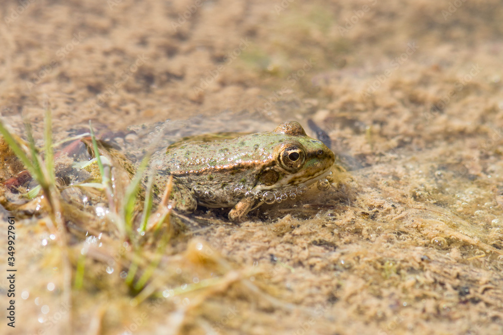 Obraz premium Water frog in Haff Reimich, Luxembourg
