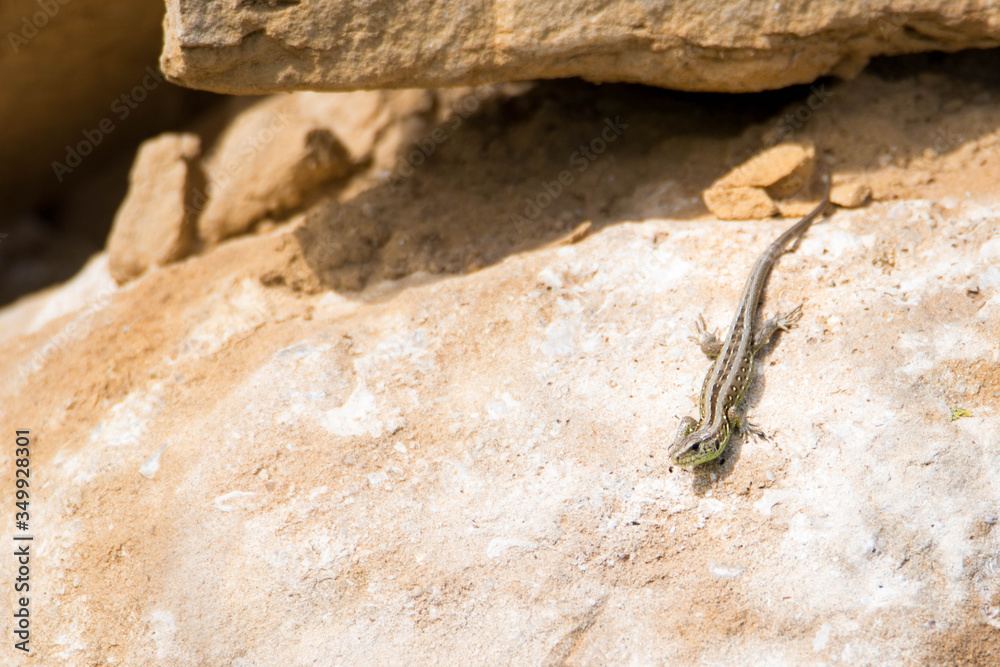 Small european lizard in its envirement Small european lizard in its envirement