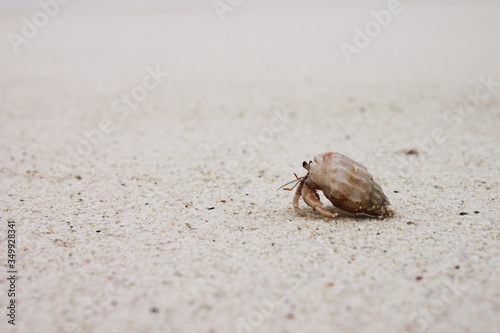 One small crab runs on white sand on a beach near the ocean in the Maldives