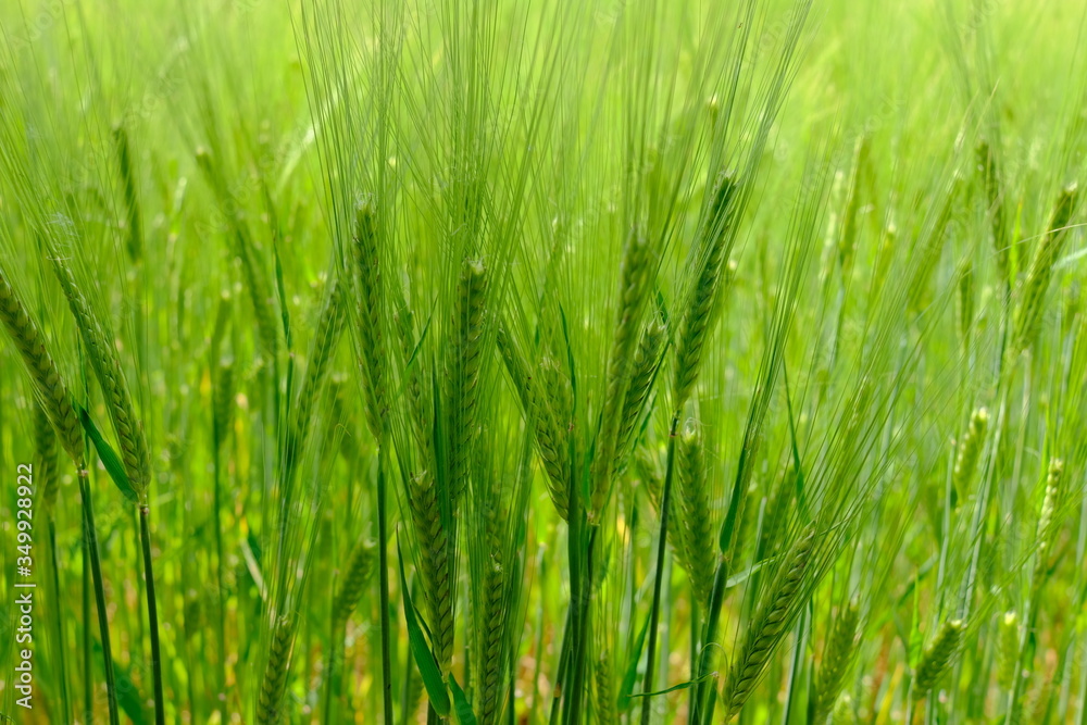 wheat cultivation in the early summer months