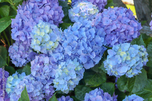 Hortensia bleus des Iles Borromées