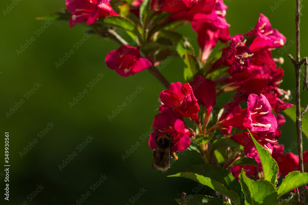 Bee looking for pollen in weigela flowers