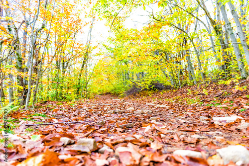 Ground level view of empty hiking trail through colorful orange foliage fall autumn forest with many fallen leaves on path in West Virginia