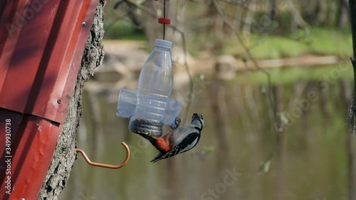 forest woodpecker feeds on seeds from the feeder, slow motion photo