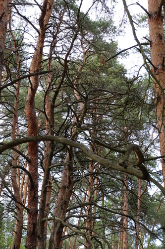 Mash of old pine branches