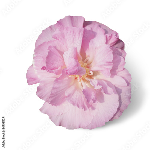 Pink cotton flower isolated on white background. This has clipping path.